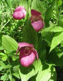 Cypripedium macranthos