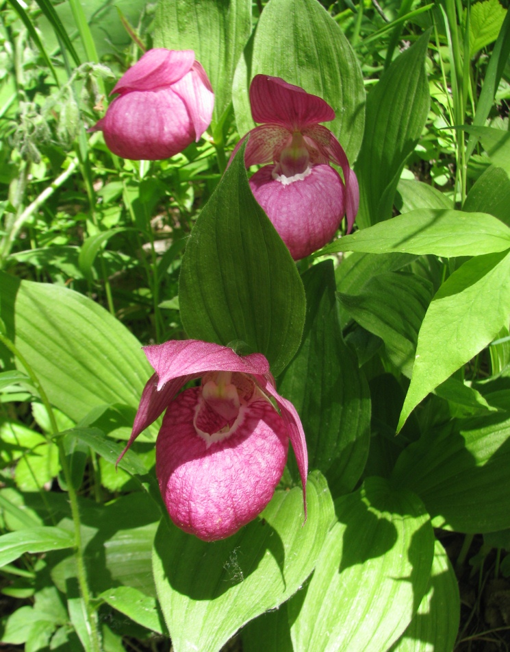 Image of Cypripedium macranthos specimen.