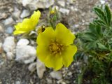 Potentilla depressa