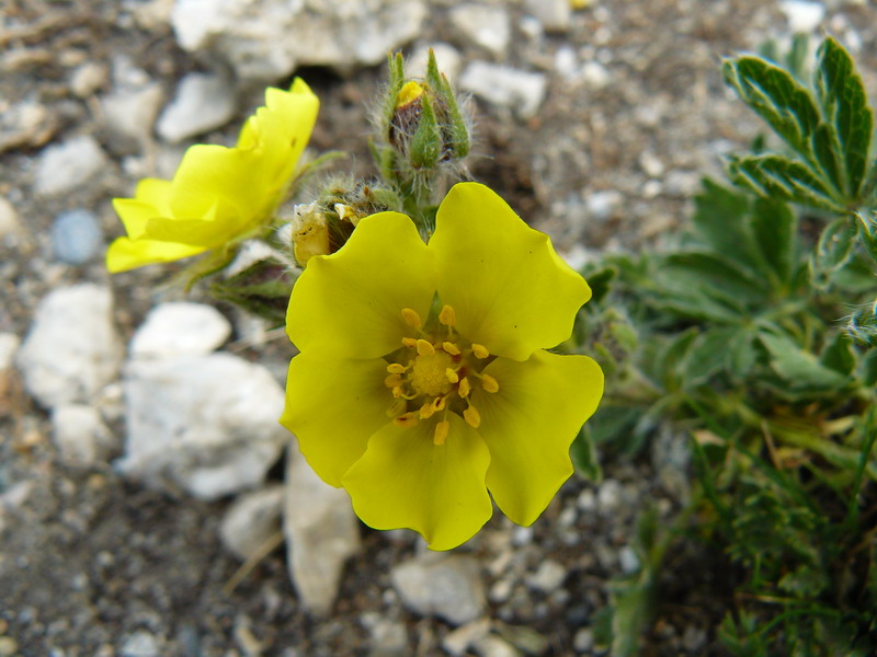 Image of Potentilla depressa specimen.
