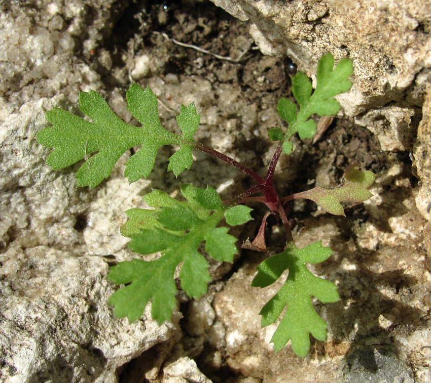 Изображение особи Tanacetum vulgare.