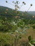 Psoralea bituminosa subspecies pontica. Верхушка побега с соплодиями. Краснодарский край, Абинский р-н, окр. станицы Шапсугская, известняковый карьер, обочина горной дороги. 18.08.2013.