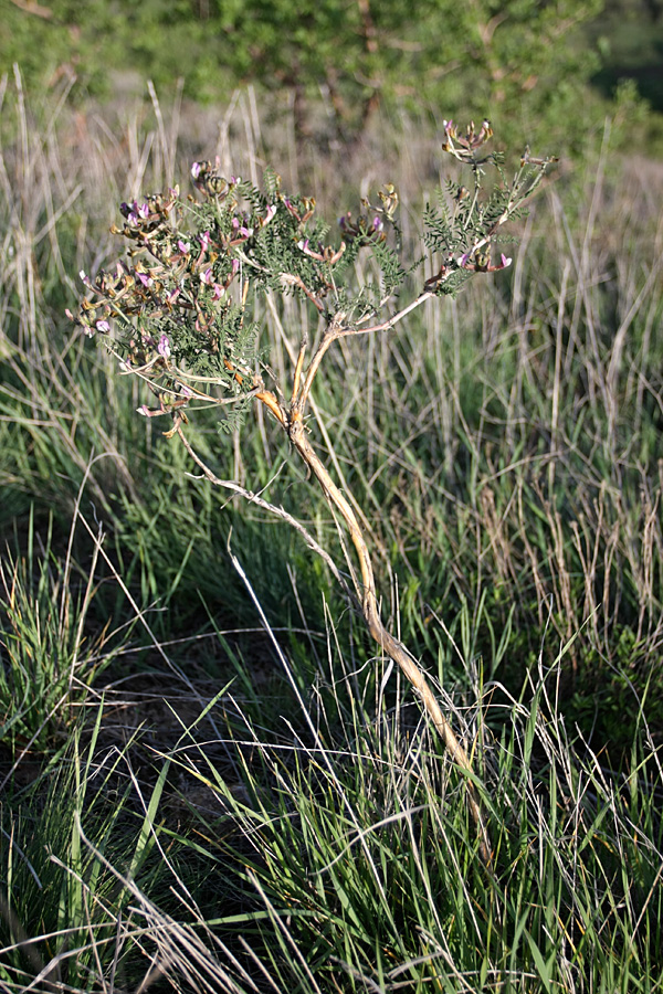 Изображение особи Astragalus neolipskyanus.