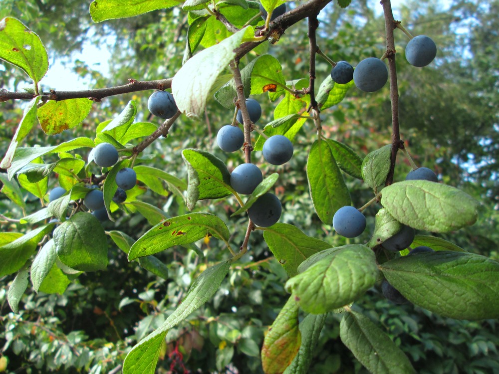 Image of Prunus spinosa specimen.