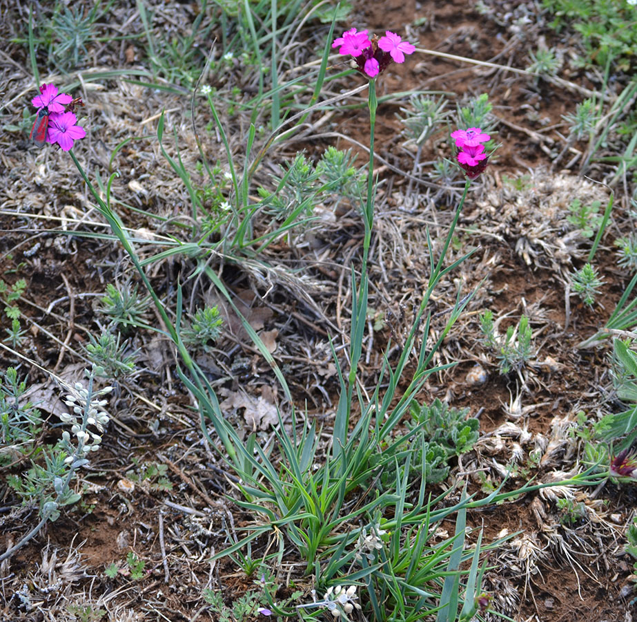 Image of Dianthus capitatus specimen.