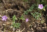 Geranium collinum