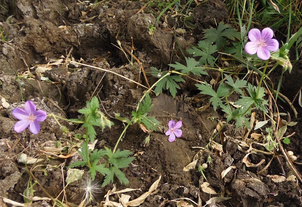 Image of Geranium collinum specimen.