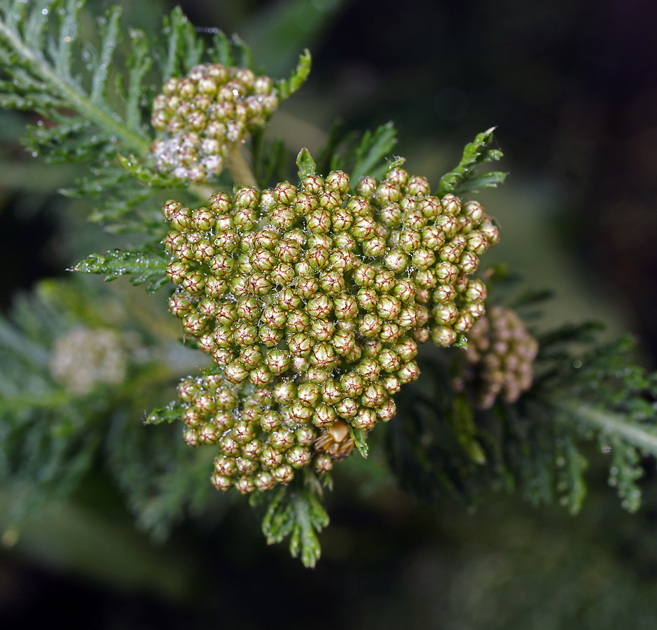 Image of Achillea millefolium specimen.