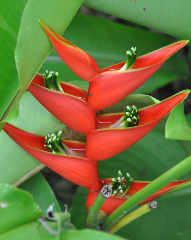 Image of Heliconia stricta specimen.