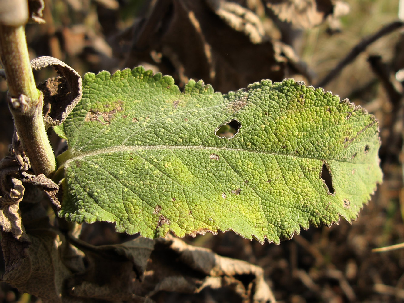 Image of Salvia tesquicola specimen.