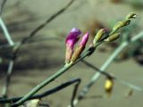 Astragalus villosissimus