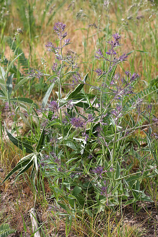 Image of Nepeta ucranica specimen.