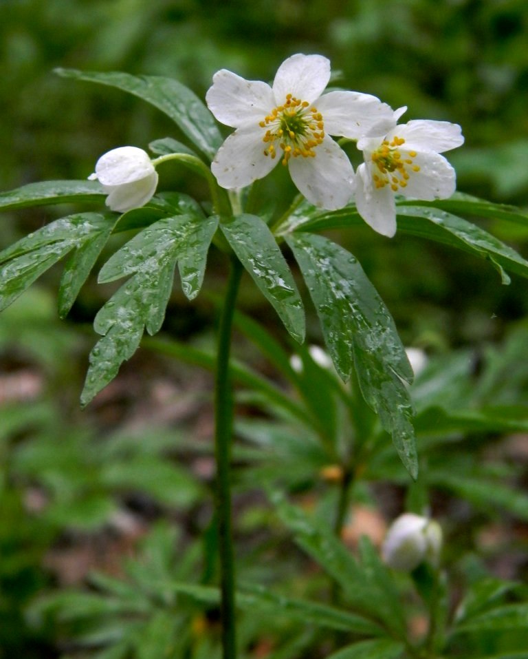 Image of Anemone caerulea specimen.
