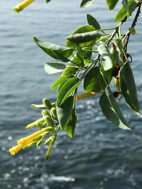 Изображение особи Nicotiana glauca.