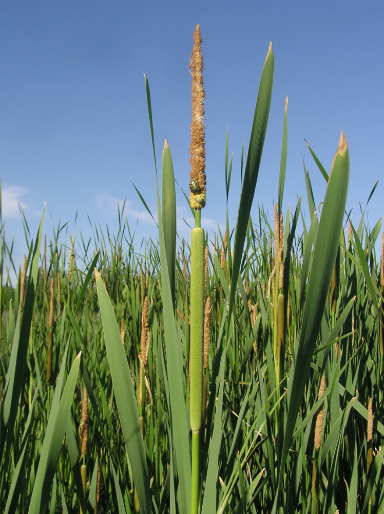 Изображение особи Typha &times; glauca.