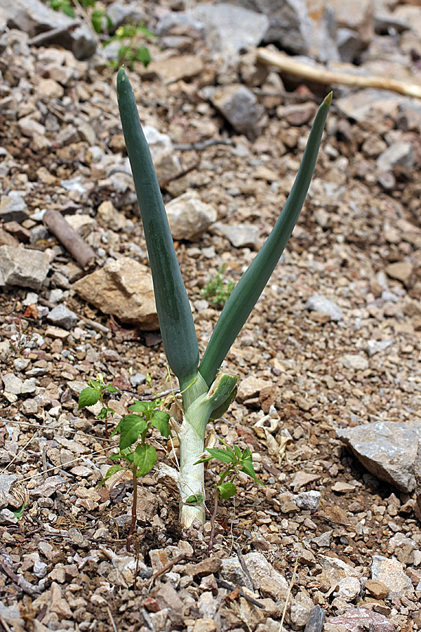 Image of Allium pskemense specimen.