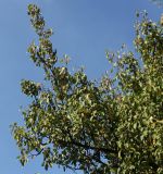 Pyrus hondoensis. Ветвь. Германия, г. Дюссельдорф, Ботанический сад университета. 04.09.2013.