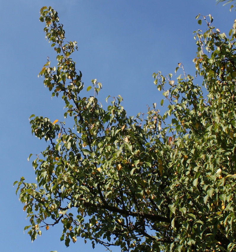 Image of Pyrus hondoensis specimen.