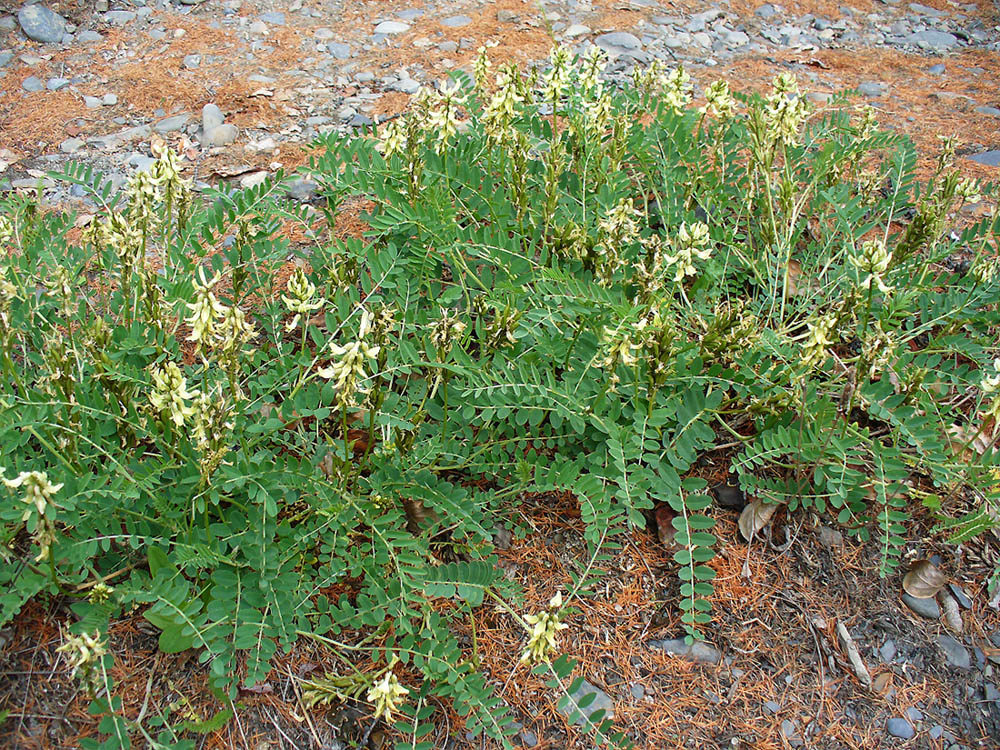 Изображение особи Astragalus schelichowii.