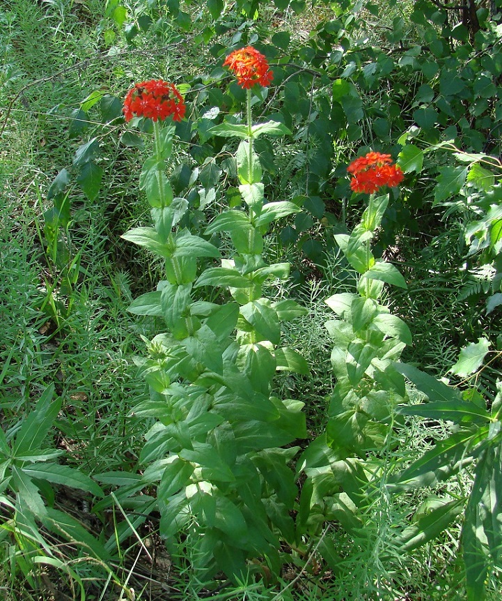 Изображение особи Lychnis chalcedonica.