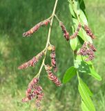 Gleditsia triacanthos