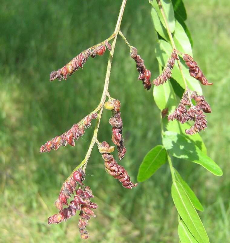 Изображение особи Gleditsia triacanthos.