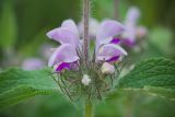 Phlomis majkopensis