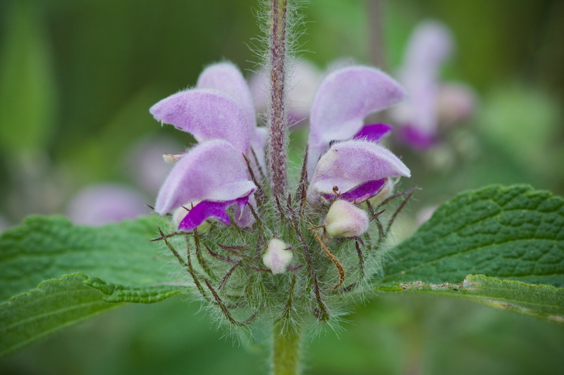 Image of Phlomis majkopensis specimen.