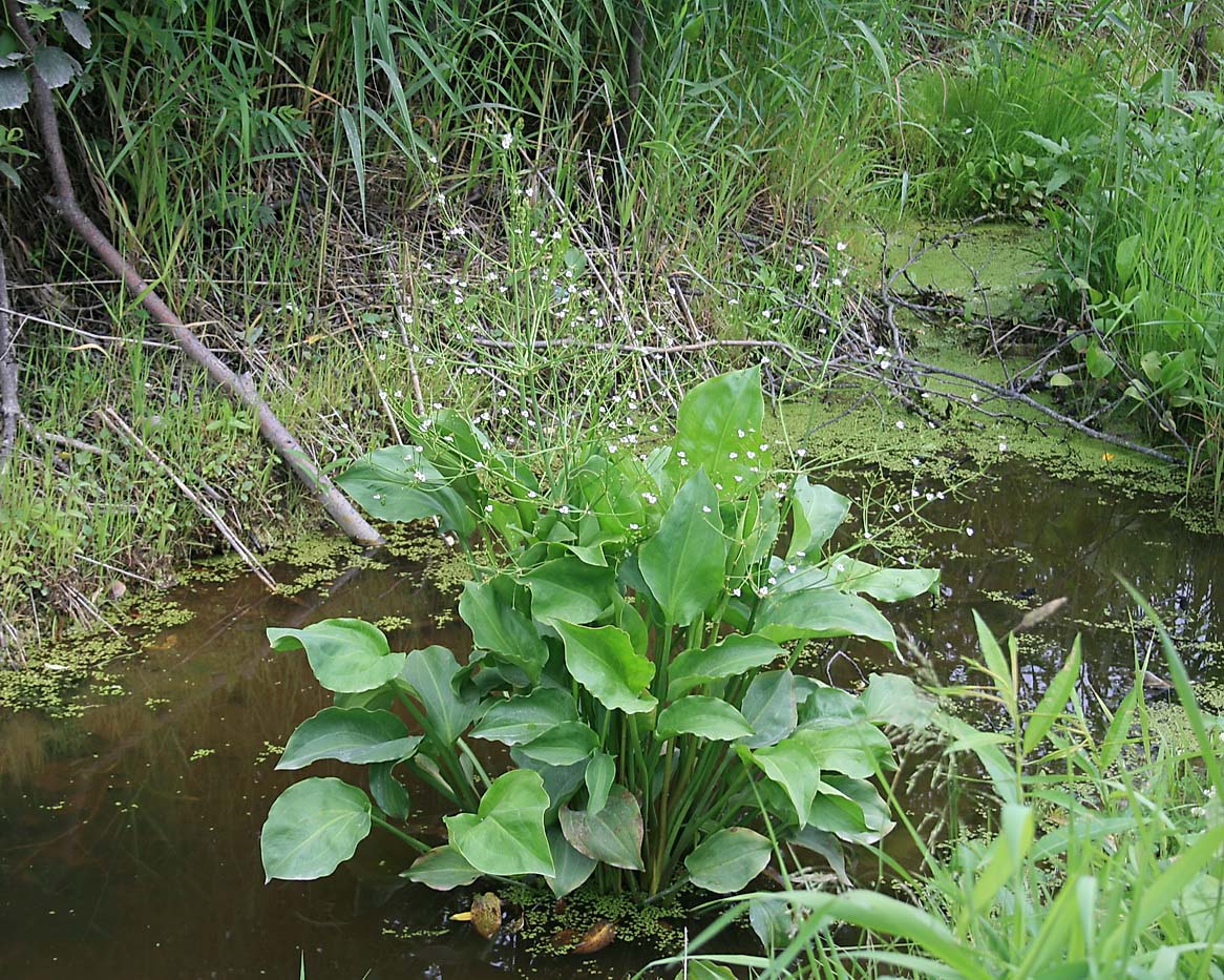 Изображение особи Alisma plantago-aquatica.