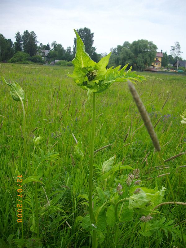 Image of Cirsium oleraceum specimen.