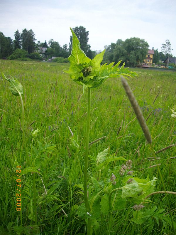 Изображение особи Cirsium oleraceum.