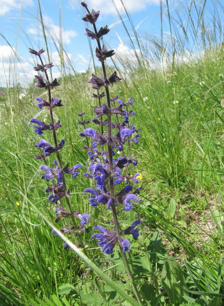 Image of Salvia stepposa specimen.