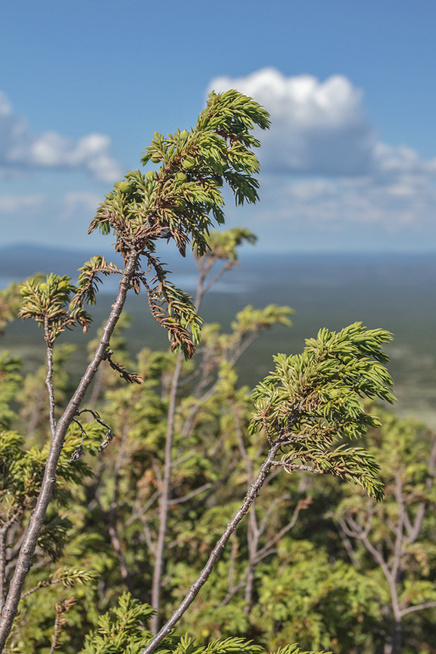 Изображение особи Juniperus niemannii.