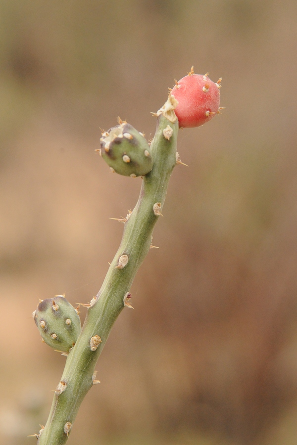 Изображение особи Cylindropuntia leptocaulis.