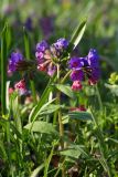 Pulmonaria obscura