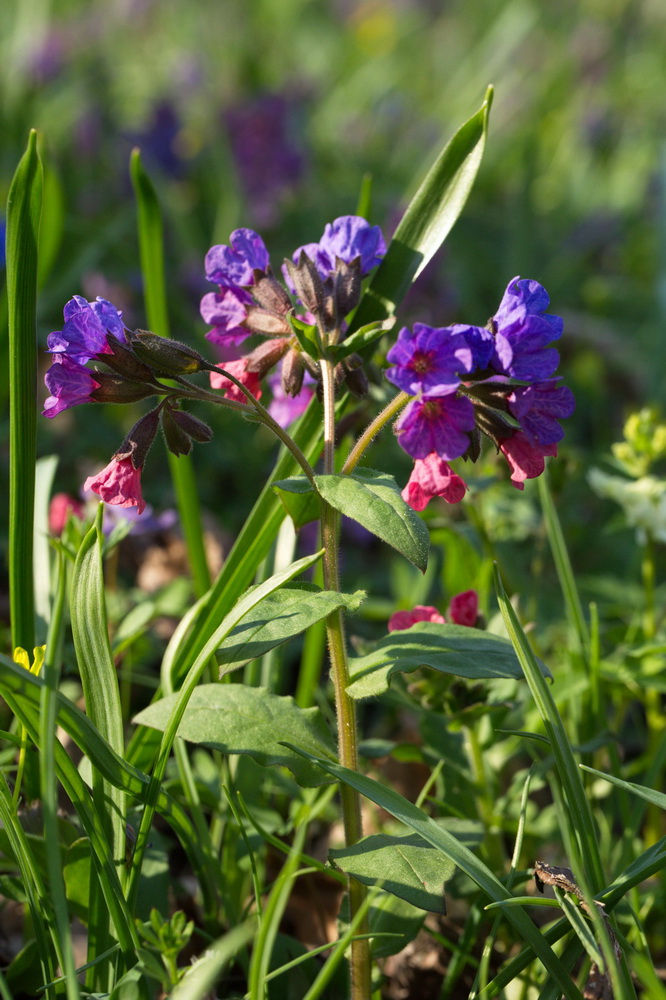 Изображение особи Pulmonaria obscura.