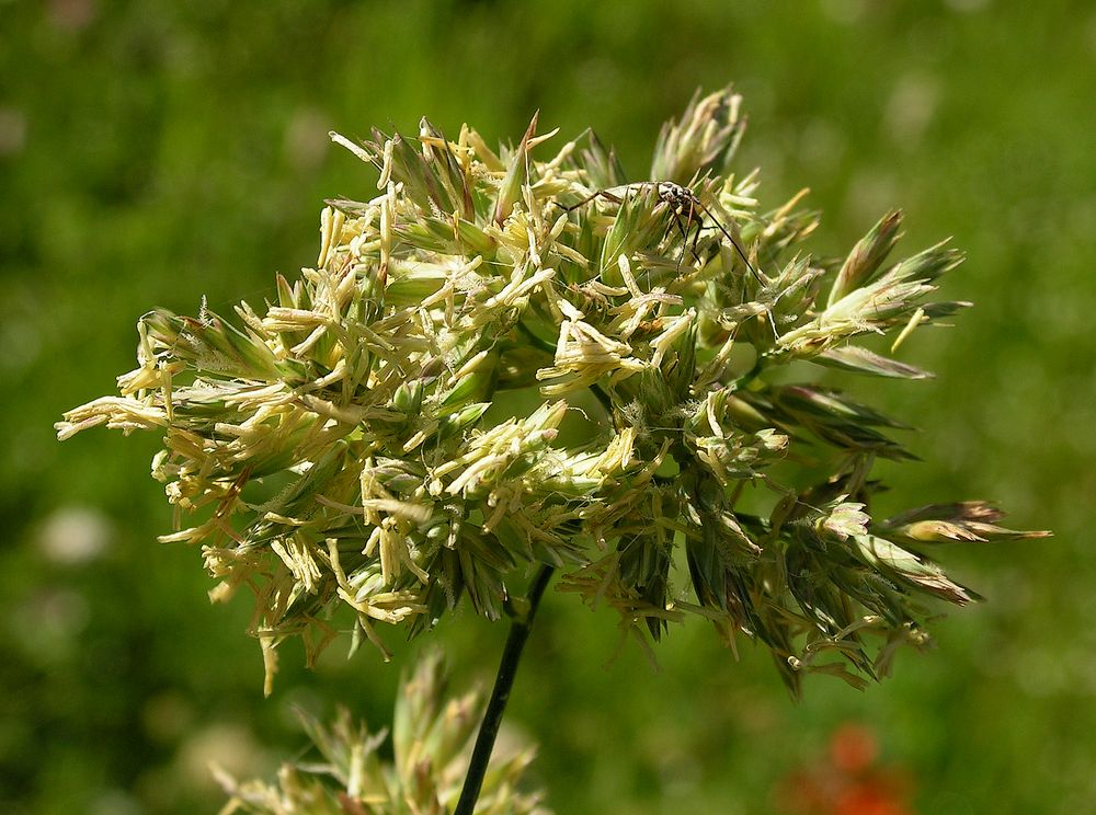 Image of Dactylis glomerata specimen.