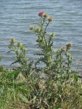 Carduus thoermeri. Цветущее растение. Западный Крым, южный берег Сакского озера. 23 мая 2015 г.