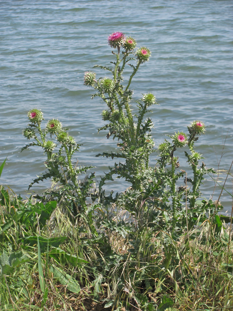 Image of Carduus thoermeri specimen.