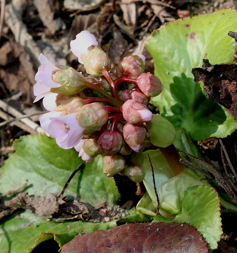 Изображение особи Bergenia ligulata.