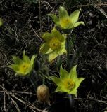 View full-size image Pulsatilla orientali-sibirica