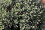 Anthyllis hermanniae. Часть вегетирующего растения. Греция, п-ов Пелопоннес, окр. г. Катаколо. 12.04.2014.