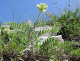 Oxytropis pilosa. Цветущее растение. Краснодарский край, г. Новороссийск, гора Большой Маркотх. 03.05.2014.