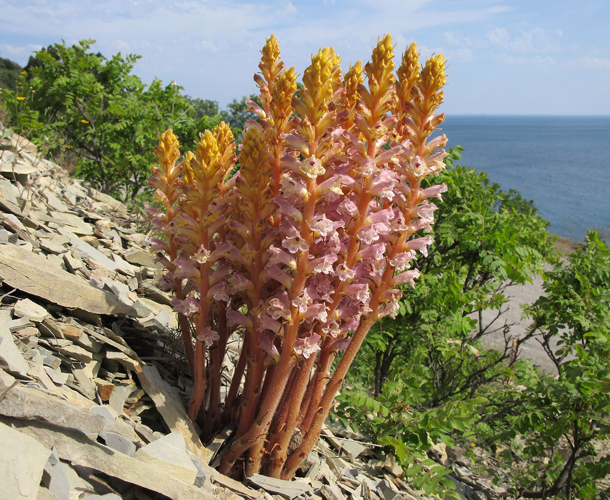 Image of Orobanche laxissima specimen.