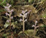 Orobanche pubescens. Цветущие растения (паразитируют на Anthriscus cerefolium). Крым, Карадагский заповедник, восточный склон горы Святая, каменистая осыпь в ясеневом лесу. 20 мая 2014 г.