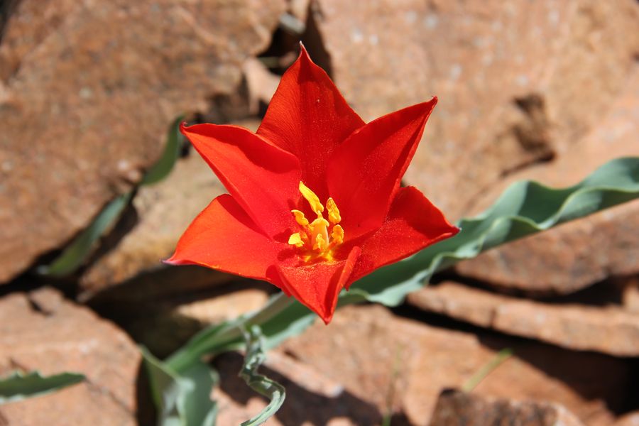 Image of Tulipa vvedenskyi specimen.