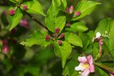 Weigela florida