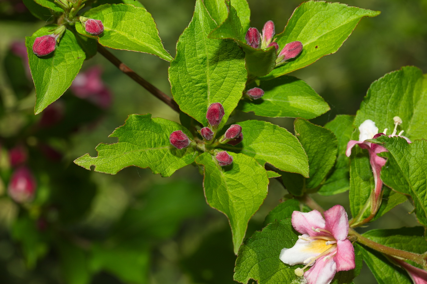 Изображение особи Weigela florida.