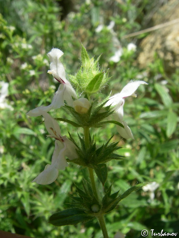 Image of Stachys atherocalyx specimen.