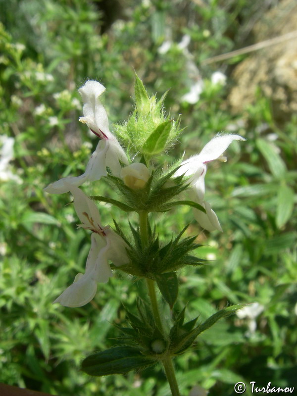 Изображение особи Stachys atherocalyx.